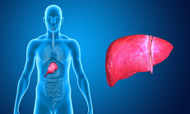 脂肪肝危害不可小看！3个措施+水飞蓟有助预防脂肪肝