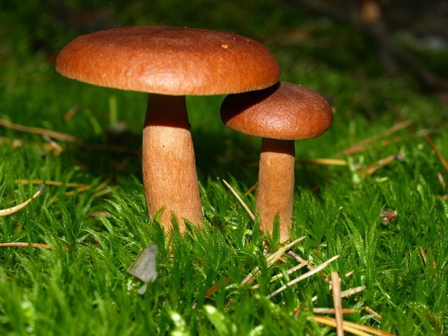 蘑菇03.jpg