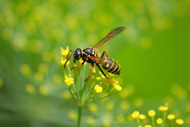 蜜蜂蛰消肿的最快方法