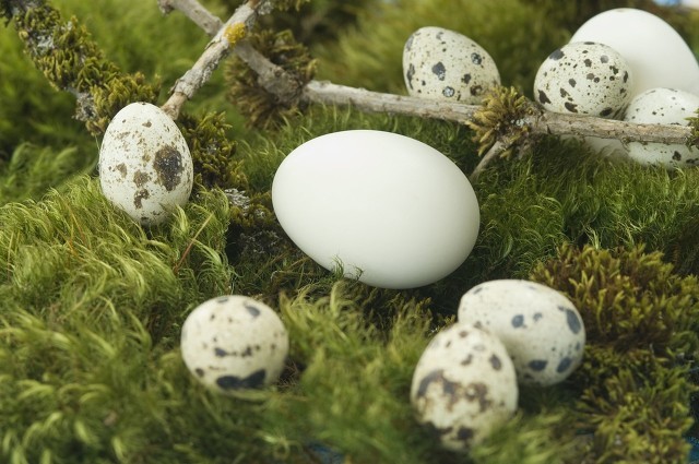 乌鸡蛋有哪些好处 健脑抗衰老效果好！