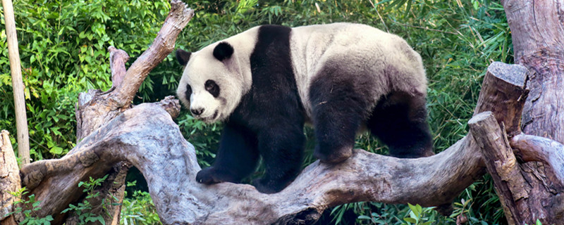 大熊猫的天敌是谁