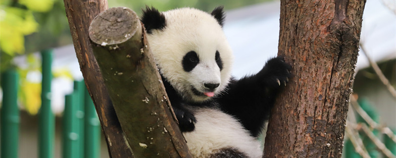 大熊猫寿命一般是多少岁