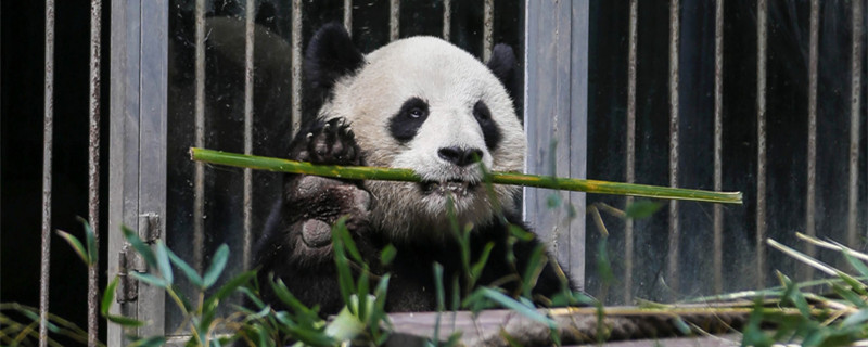 大熊猫为什么吃竹子