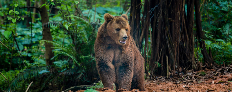 棕熊是哪个国家的代表动物