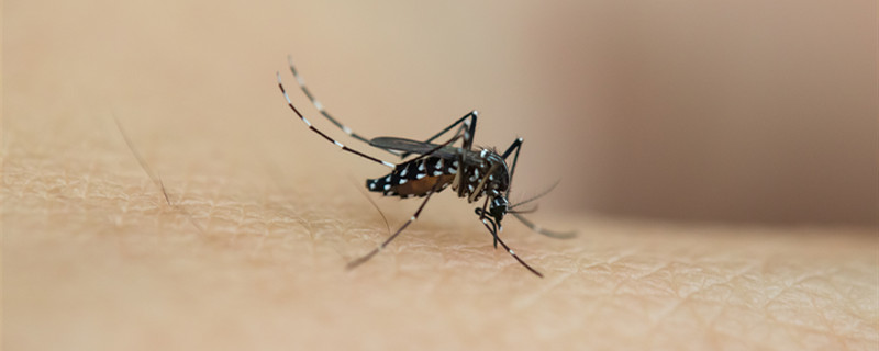 什么方法可以驱蚊子