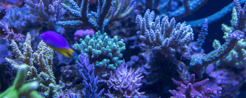 海葵和珊瑚有什么区别