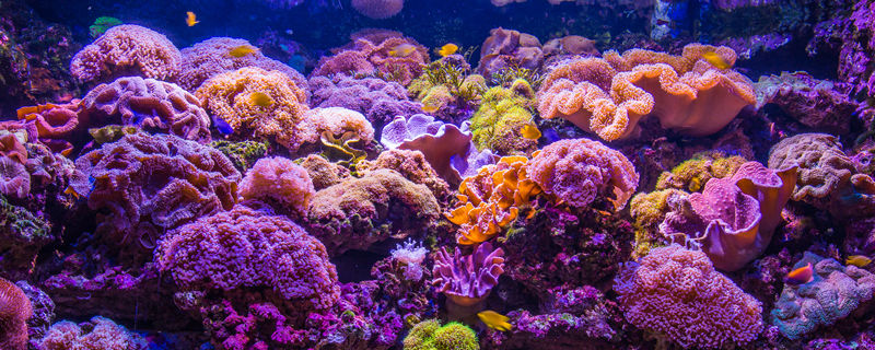 珊瑚是植物还是动物