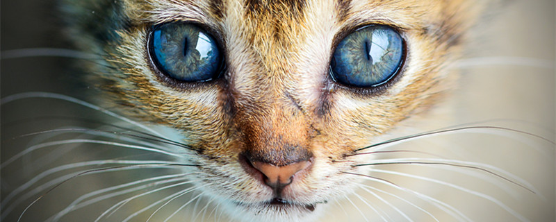 猫眼和虎眼石是不是一种宝石