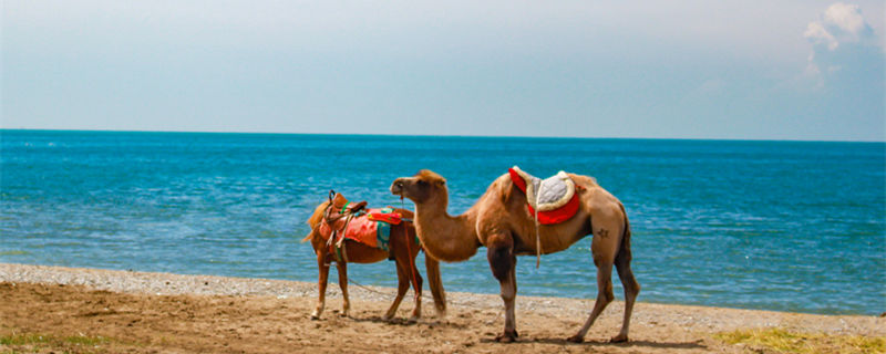 骆驼驼峰里储存的是什么