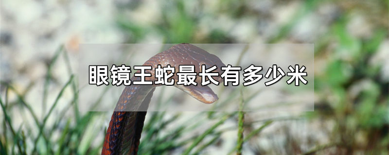 眼镜王蛇最长有多少米