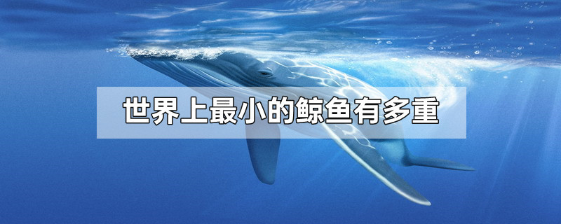 世界上最小的鲸鱼有多重