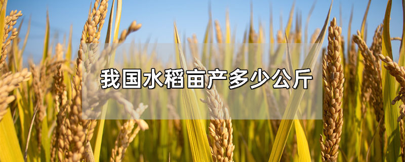 我国水稻亩产多少公斤