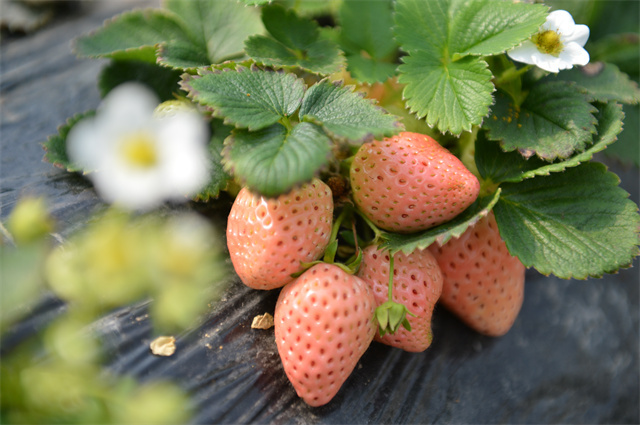 白色的草莓是转基因吗？白草莓和普通草莓的区别