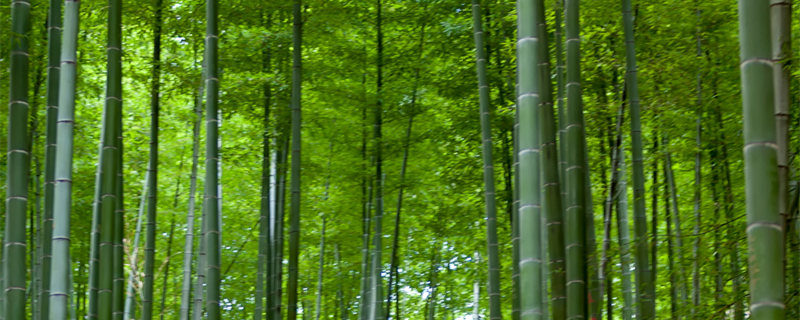 竹子是树还是草