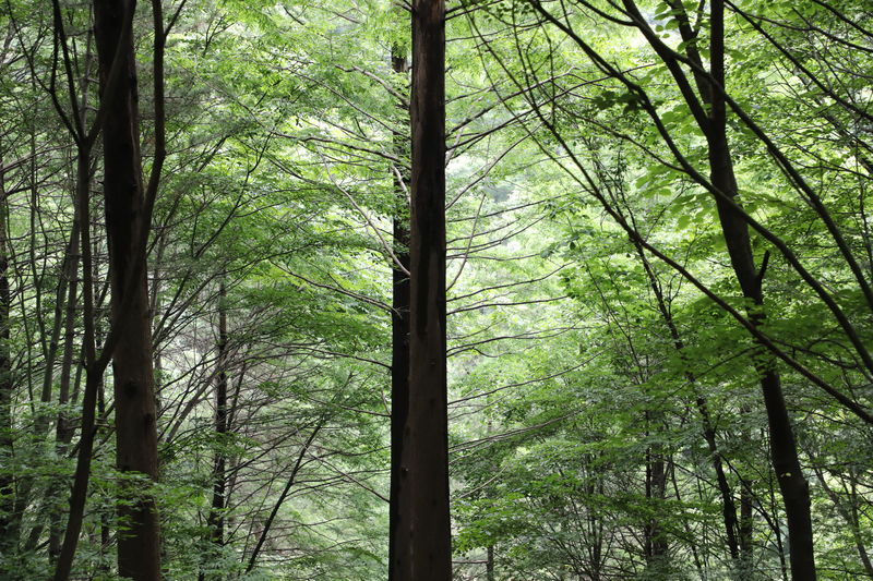 中国最高树年龄约400岁，树高82.6米堪比27层楼