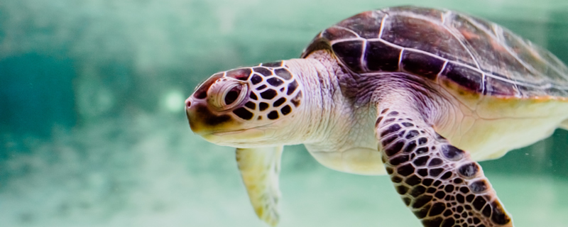 黄喉龟是深水龟吗